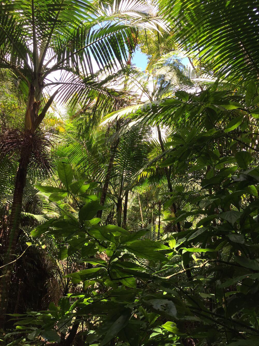 El Yunque National Forest