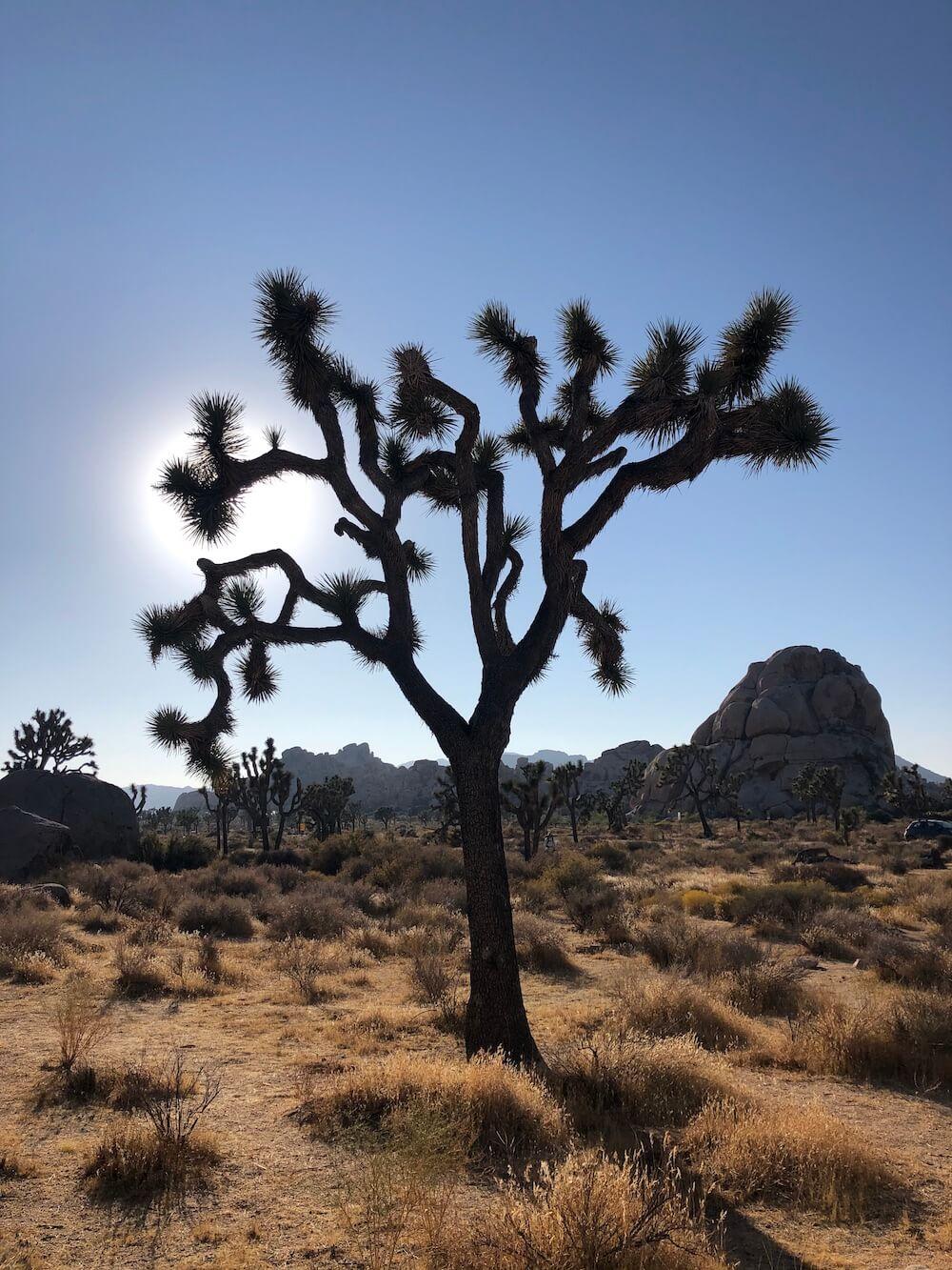 Joshua Tree