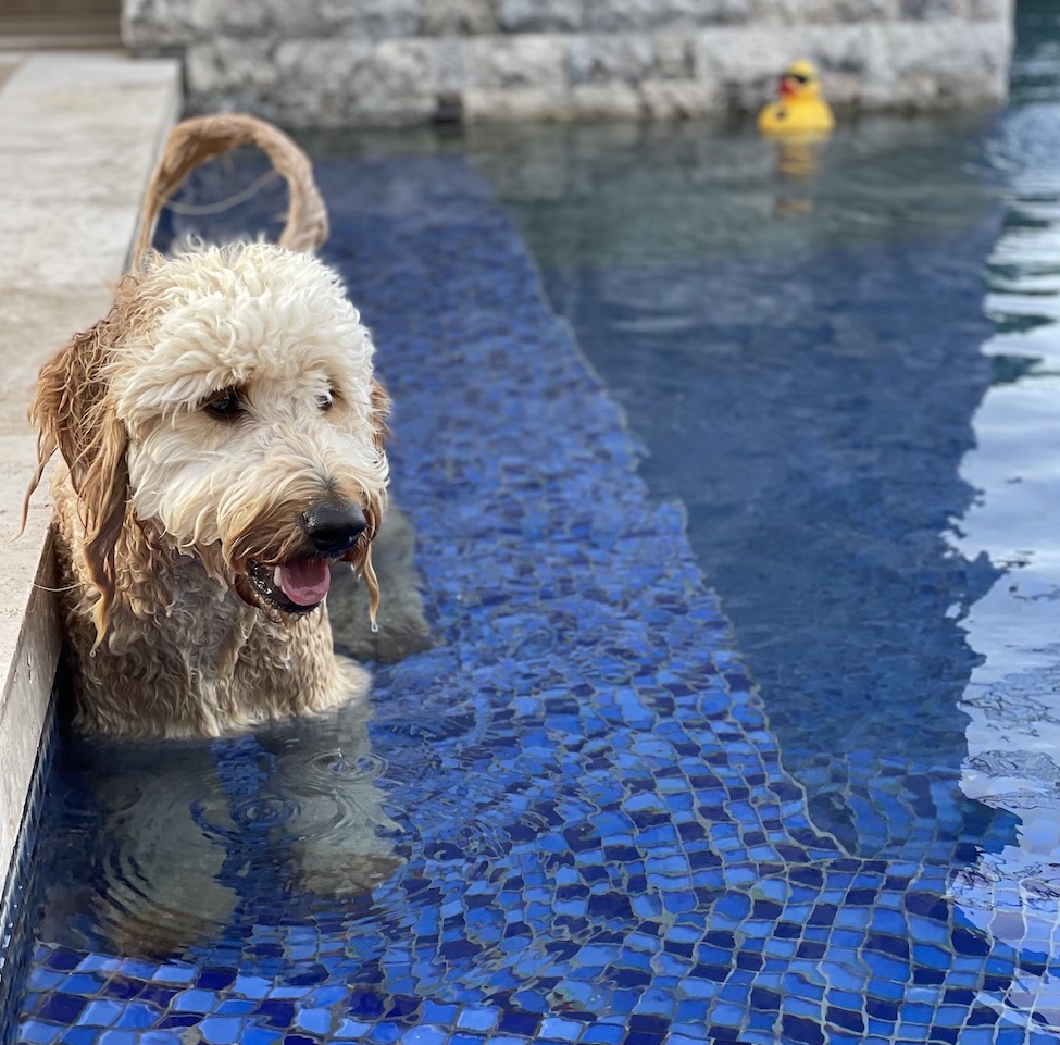 Gus in the water