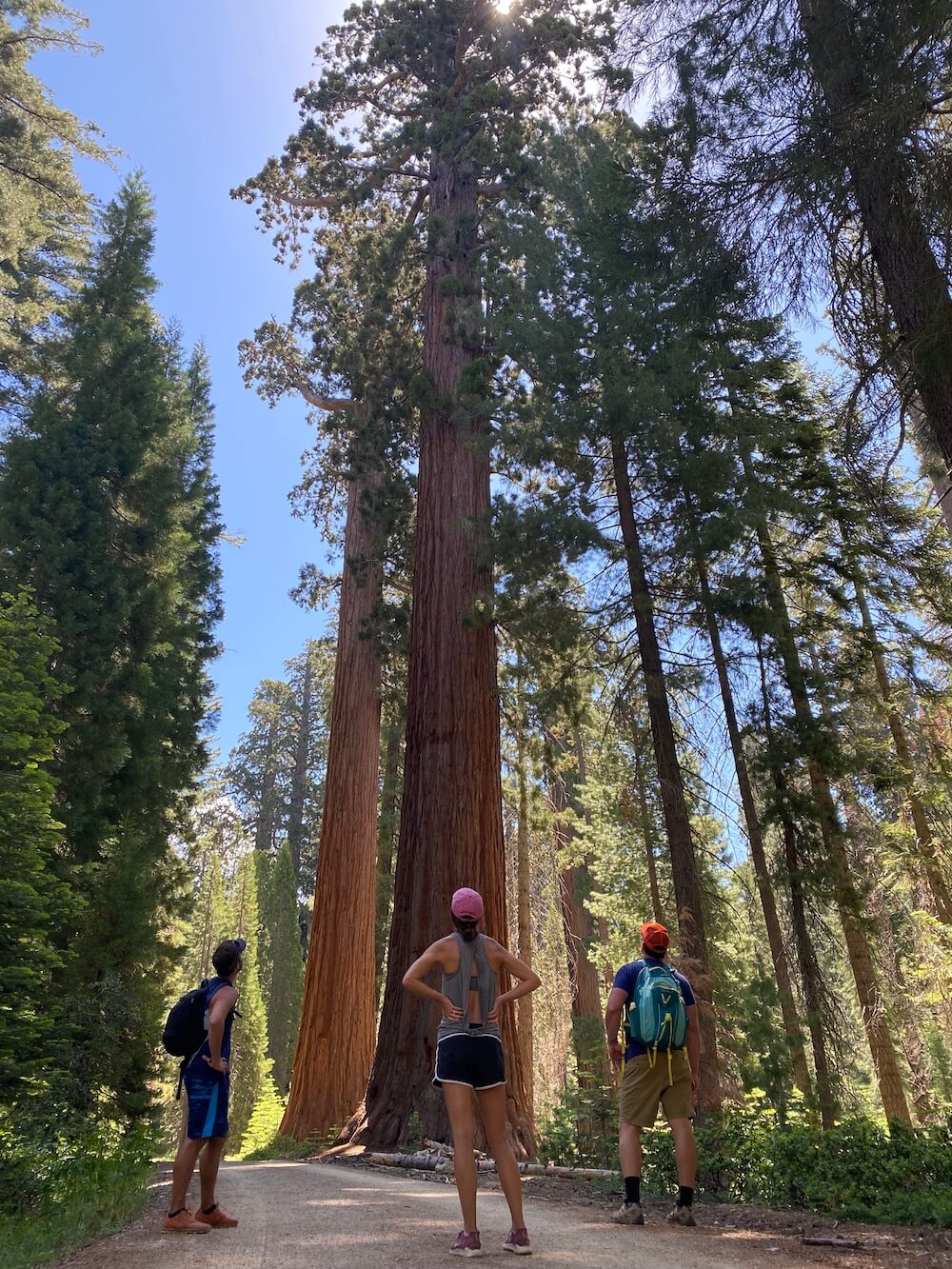 Sequoias 